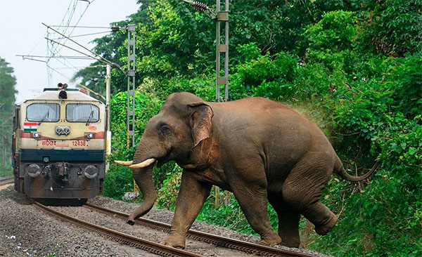Elephant