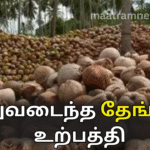 வலுவடைந்த தேங்காய் உற்பத்தி