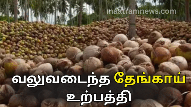 வலுவடைந்த தேங்காய் உற்பத்தி