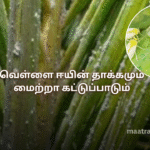 வெள்ளை ஈயின் தாக்கமும் மைற்றா கட்டுப்பாடும்