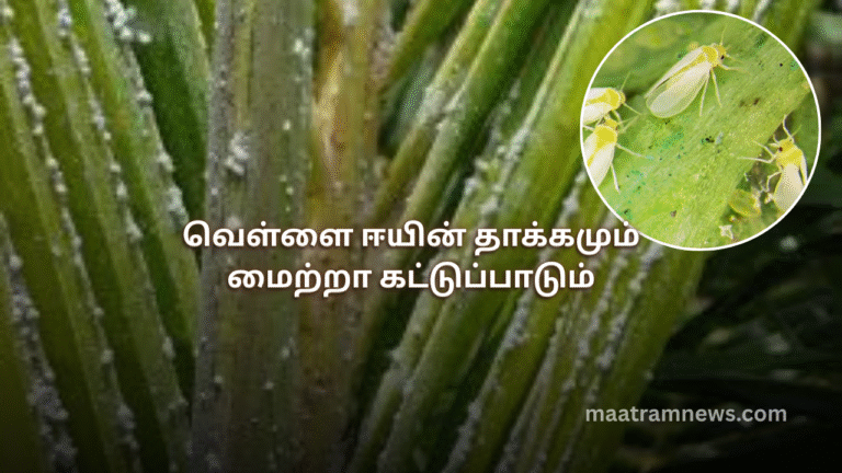 வெள்ளை ஈயின் தாக்கமும் மைற்றா கட்டுப்பாடும்