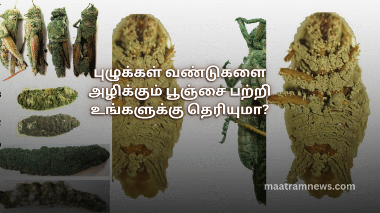 புழுக்கள் வண்டுகளை அழிக்கும் பூஞ்சை பற்றி உங்களுக்கு தெரியுமா?
