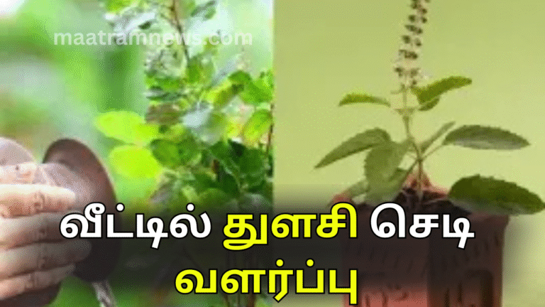 வீட்டில் துளசி செடி வளர்ப்பு