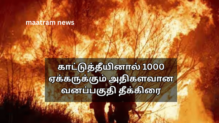 காட்டுத்தீயினால் 1000 ஏக்கருக்கும் அதிகளவான வனப்பகுதி தீக்கிரை