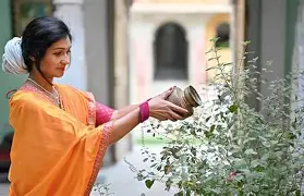 துளசி நடுகை செய்யும் முறை