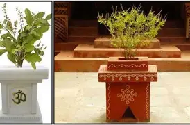 துளசி நடுகை செய்யும் முறை