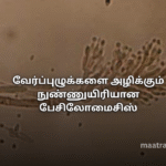 வேர்ப்புழுக்களை அழிக்கும் நுண்ணுயிரியான பேசிலோமைசிஸ்