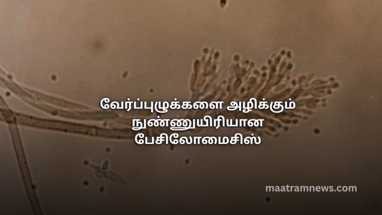 வேர்ப்புழுக்களை அழிக்கும் நுண்ணுயிரியான பேசிலோமைசிஸ்