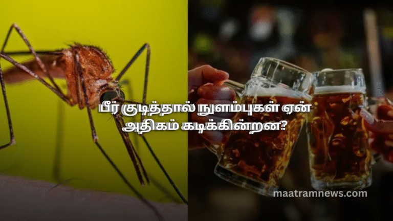 பீர் குடித்தால் நுளம்புகள் ஏன் அதிகம் கடிக்கின்றன?