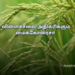 விளைச்சலை அதிகரிக்கும் மைக்கோரைசா