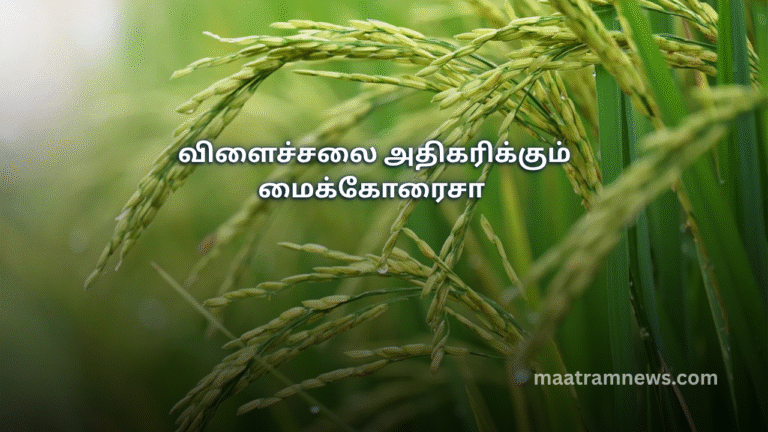 விளைச்சலை அதிகரிக்கும் மைக்கோரைசா