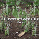 பயிர்களை பாதிக்கும் வாடல் நோய்