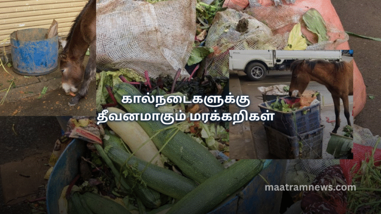 கால்நடைகளுக்கு தீவனமாகும் மரக்கறிகள்