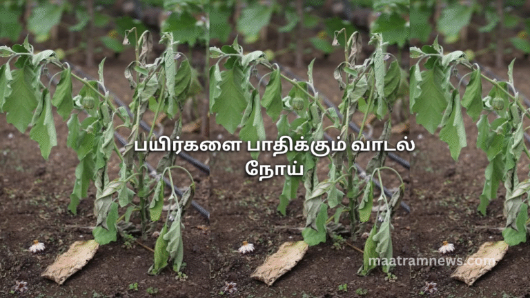 பயிர்களை பாதிக்கும் வாடல் நோய்