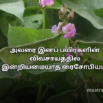 அவரை இனப் பயிர்களின் விவசாயத்தில் இன்றியமையாத ரைசோபியம்
