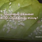 வெள்ளை ஈக்களை கட்டுப்படுத்துவது எப்படி?