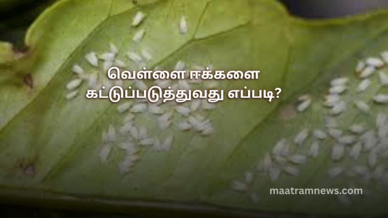 வெள்ளை ஈக்களை கட்டுப்படுத்துவது எப்படி?