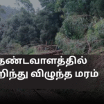 தண்டவாளத்தில் முறிந்து விழுந்த மரம்