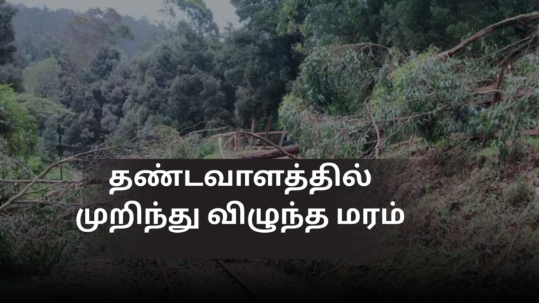 தண்டவாளத்தில் முறிந்து விழுந்த மரம்