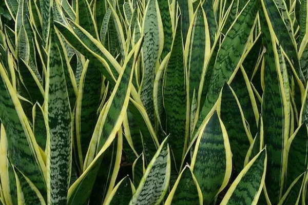 Which Direction to Place a Lucky Bamboo Plant at Home