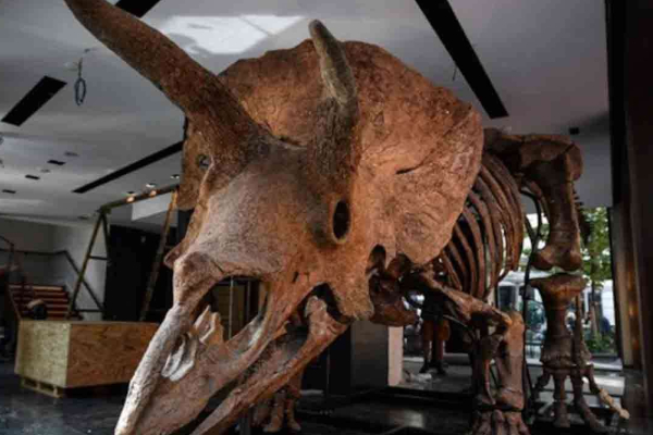 Triceratops Fossil with Three Horns Discovered