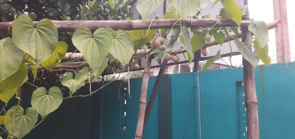 Modhaga Valli / Air Potato Tuber