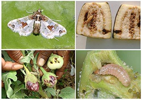 How to Successfully Practice Natural Farming in Sri Lanka? : Series 11