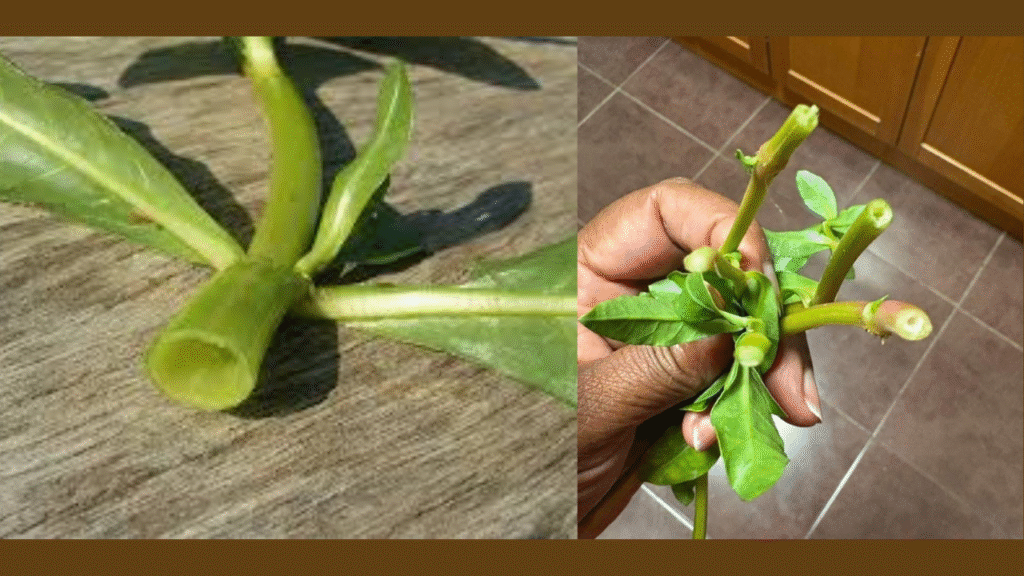 Are You Really Eating Ponnanganni… or the Dangerous Alligator Weed?