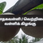 Modhaga Valli / Air Potato Tuber