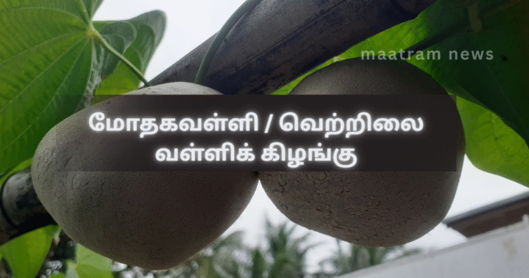 Modhaga Valli / Air Potato Tuber