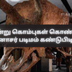 Triceratops Fossil with Three Horns Discovered