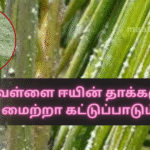 Impact of Whitefly and Methods of Control