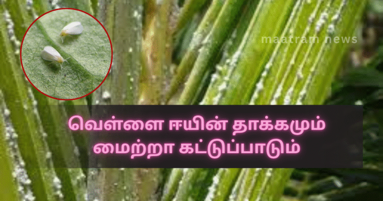 Impact of Whitefly and Methods of Control