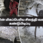 World’s Largest Spider Web Discovered