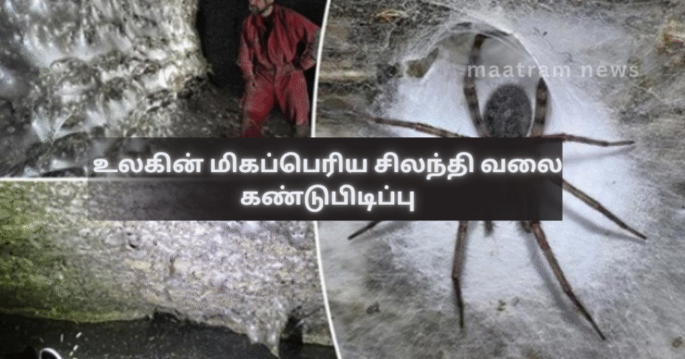 World’s Largest Spider Web Discovered