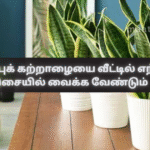 Which Direction to Place a Lucky Bamboo Plant at Home