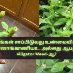 Are You Really Eating Ponnanganni… or the Dangerous Alligator Weed?