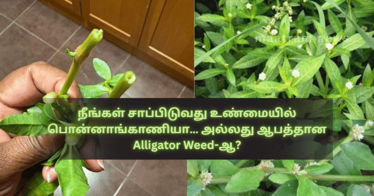 Are You Really Eating Ponnanganni… or the Dangerous Alligator Weed?