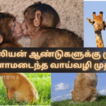 Kissing Evolved 21 Million Years Ago