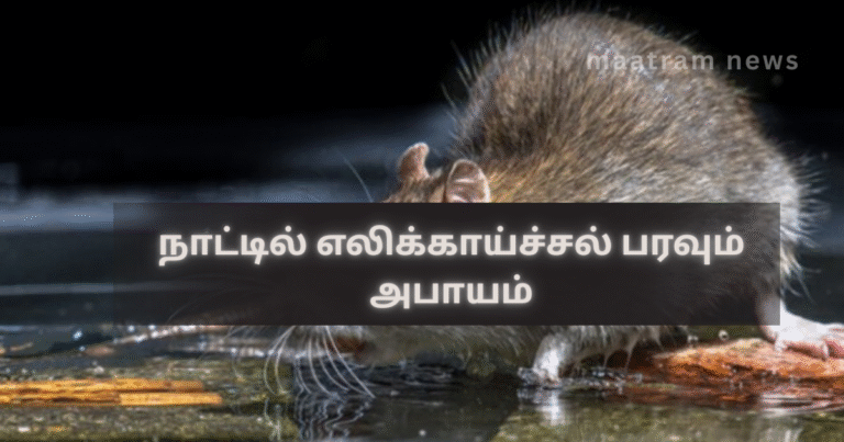 Risk of Leptospirosis Spread in the Country