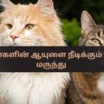 New Drug That Could Extend the Lifespan of Cats