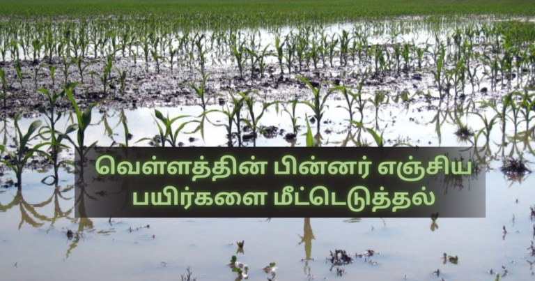 Recovering Remaining Crops After Floods