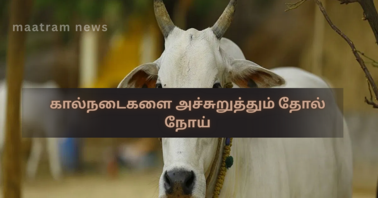 கால்நடைகளை அச்சுறுத்தும் தோல் நோய்