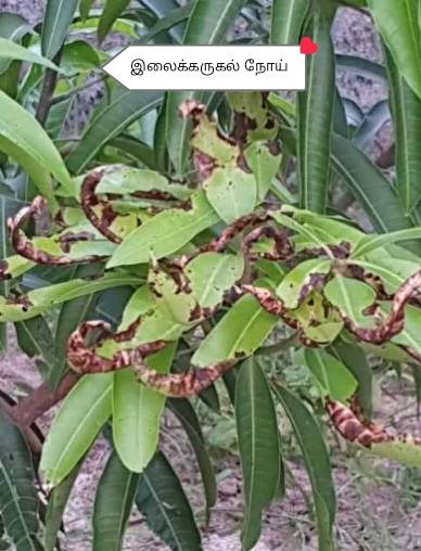 How to Successfully Practice Organic Farming in Sri Lanka? : Part 13