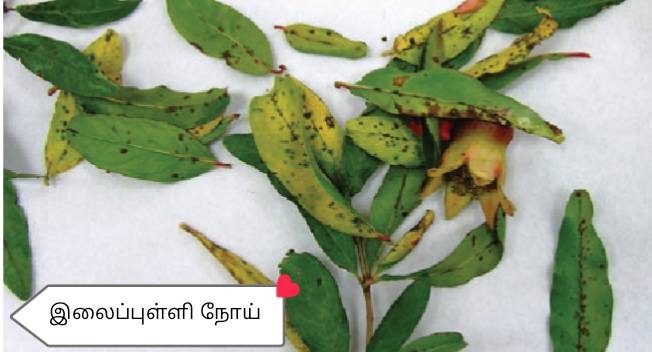 How to Successfully Practice Organic Farming in Sri Lanka? : Part 13