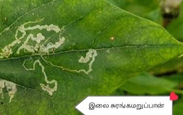 How to Successfully Practice Organic Farming in Sri Lanka? : Part 13