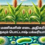 Potash Bacteria that Help Increase the Weight of Paddy Grains