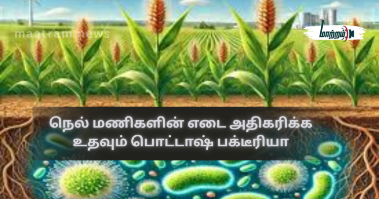 Potash Bacteria that Help Increase the Weight of Paddy Grains