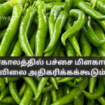 Green chilli prices may increase in the future
