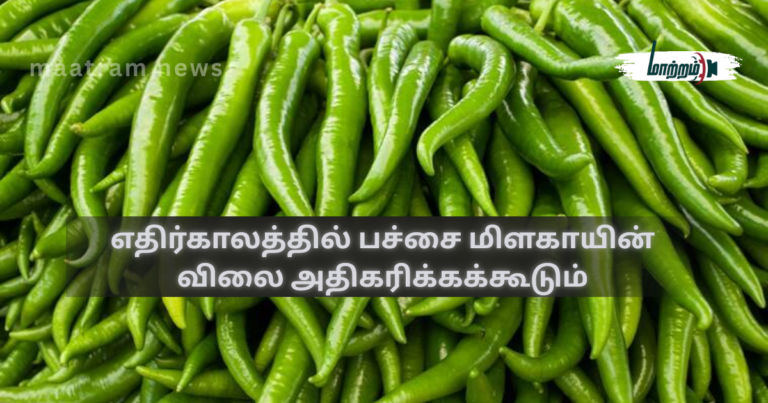 Green chilli prices may increase in the future